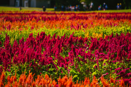 Cockscomb flowers in bloom in autumn at the park, 2023 Octoberの写真素材