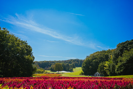 Cockscomb flowers in bloom in autumn at the park, 2023 October