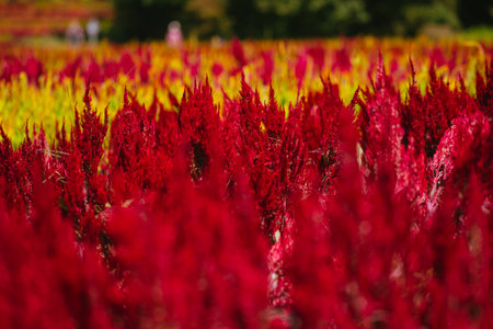 Cockscomb flowers in bloom in autumn at the park, 2023 October