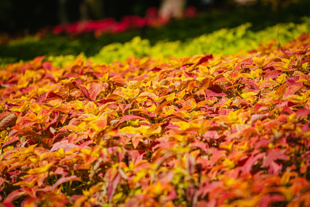 Coleus flowers in bloom in autumn at the park, 2023 Octoberの写真素材