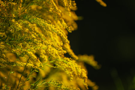 Tail golden rods in bloom at the park in autumn, October 2024の写真素材
