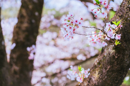 Blooming cherry blossoms in spring at Akagi, 2024