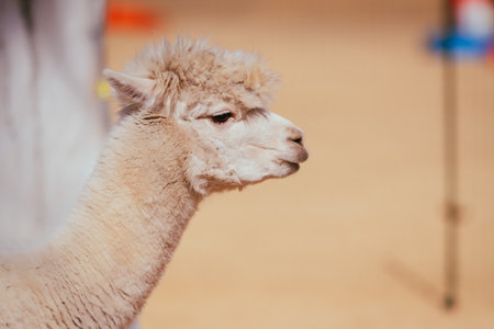 Alpaca at Yatsugatake Gunma, Jan. 2024の写真素材