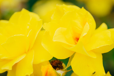 Yellow colored rose flowers in bloom, May 2024の写真素材