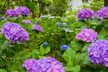 Purple colored hydrangea flowers in bloom, June 2024