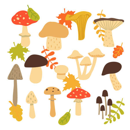 Forest mushroom collection. Set of items isolated on white background. Cartoon. Vector illustration.のイラスト素材