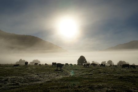 Morning in West Coastの写真素材