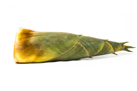 Shoot bamboo shoots on a white background.の写真素材