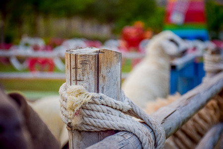 Sheep in the fenceの写真素材