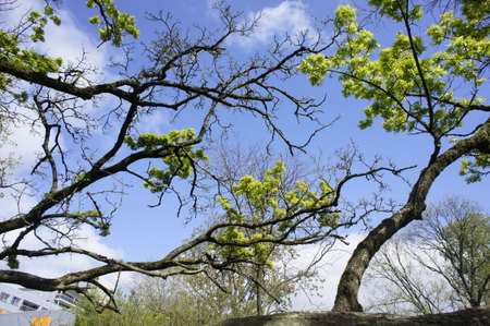 tree branch in the sky