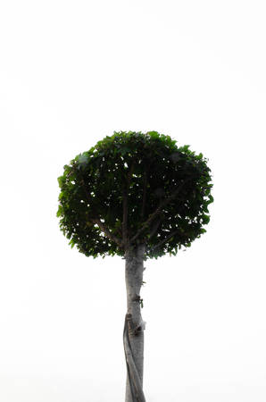 tall treeの写真素材