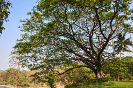 The tree in countryside