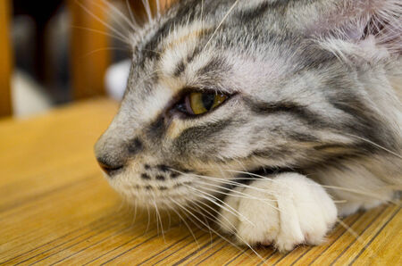 The cat closeupの写真素材