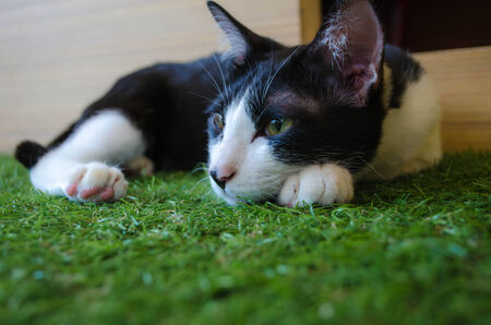 cat on grassの写真素材