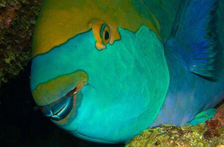 parrot fishの写真素材