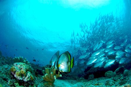 Bat Fish at Sipadanの写真素材