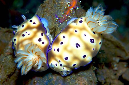nudibranch, sea slugの写真素材