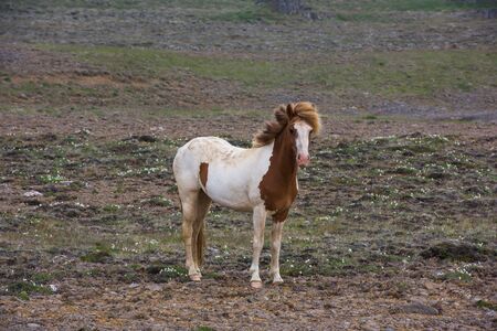 Icelandic Horseの写真素材