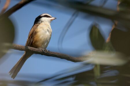Brown shike on the tree.の写真素材
