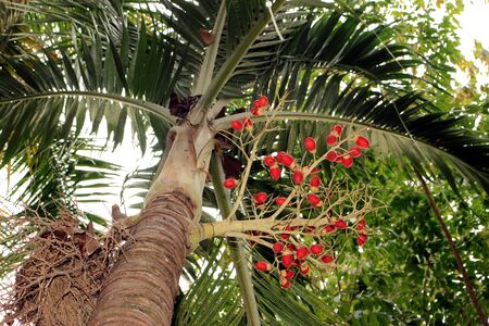The red palm is on its tree.