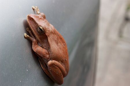 Brown common Bush frog on the side of the car.