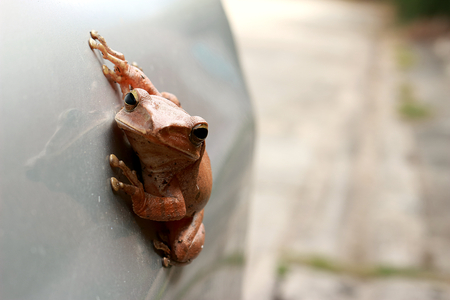 Brown common Bush on the side of the car.の写真素材