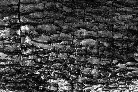 Texture, tree bark, in black and white.の写真素材