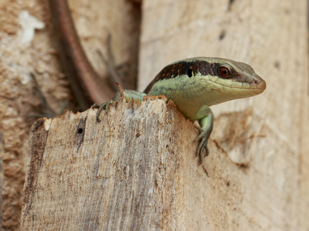 A skink be arrogant on the wood piles.