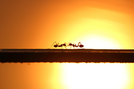This picture is silhouette. Two ants are contacting on steel rods. The background is light of the sunset.の写真素材