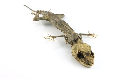 A die cut image of a dead dry gecko. With shadows on a white background.の写真素材