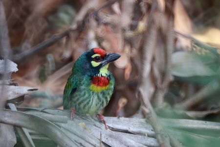 It is a bird. It is a megalaimidae. It perched on a branch. It is the smallest. It have 
green body, yellow neck, red chest and forehead, yellow eyes.の写真素材