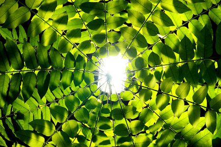 Branches and leaves surround the tree. Viewed from top to bottom. There was a light shining from the...