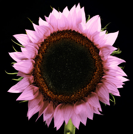 Pink Sunflower Isolated.の写真素材