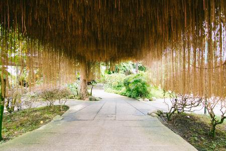 Beautiful nature walk pathway. Garden walkway.の写真素材