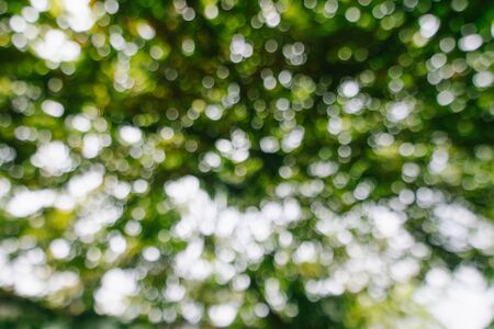 Defocus nature green bokehの写真素材