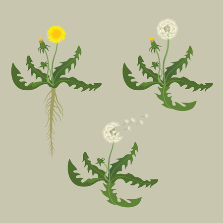 Dandelion with root, all stages of floweringのイラスト素材