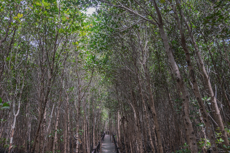 Mangrove forest at Pranburi Forest National Park, Prachuap Khiri Khan, Thailandの写真素材