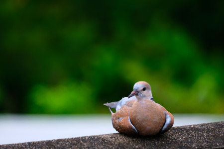 Dove bird on nature boke backgroundの写真素材