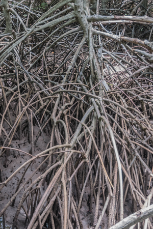 Mangrove forest at Pranburi Forest National Park, Prachuap Khiri Khan, Thailandの写真素材