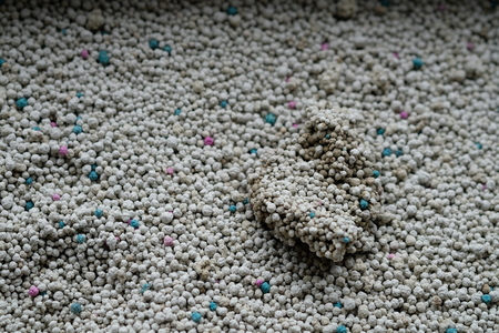 toilet cat sand cat close-up