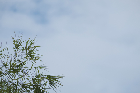 bamboo leaves with blue sky background, with room for copy space or textの写真素材