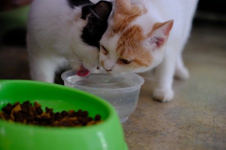 Persian cat eating food