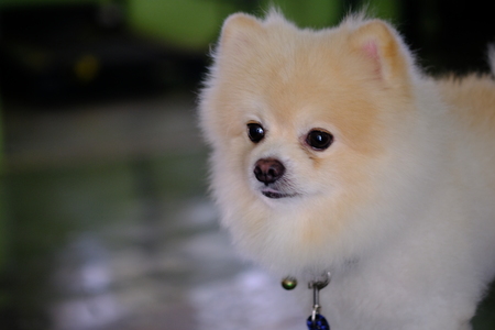 white  Pomeranian portrait dogの写真素材