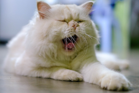 White persia catの写真素材