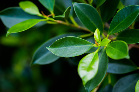 Closeup nature view of green leaf in garden at summer under sunlight. Natural green plants landscape using as a background or wallpaper.の写真素材