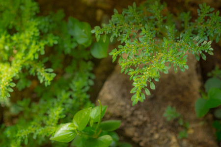 Closeup nature view of green leaf in garden at summer under sunlight. Natural green plants landscape using as a background or wallpaper.の写真素材