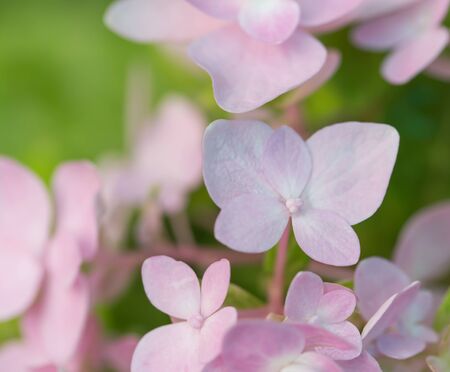pink Flowers background