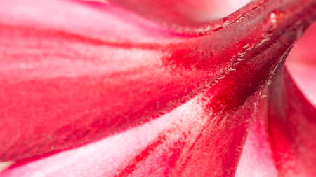 abstract red flowerの写真素材