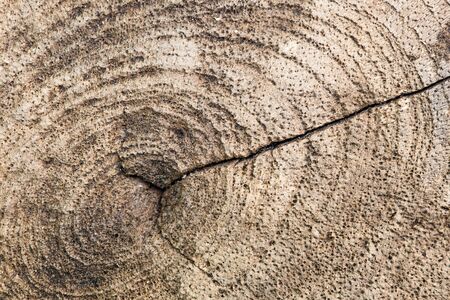macro wood