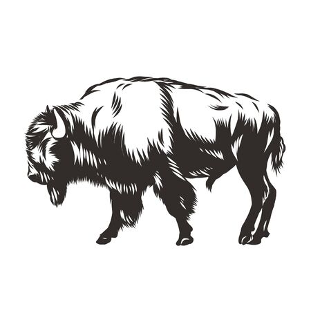 Buffalo - American Bisonのイラスト素材